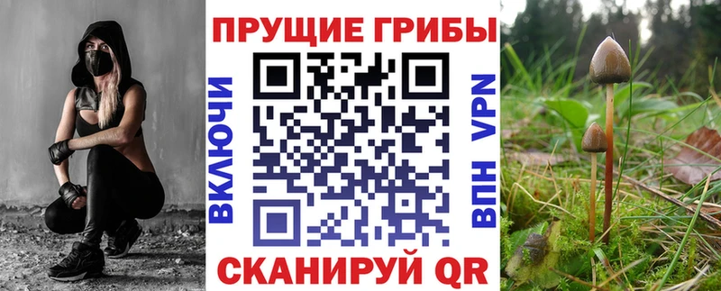 Псилоцибиновые грибы Psilocybine cubensis OMG сайт Краснозаводск наркошоп